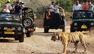 Wildlife Tour of Madhya Pradesh