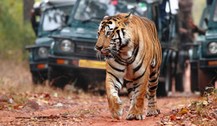 Tiger with Taj Tour