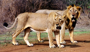 Wildlife Safari in Gujarat