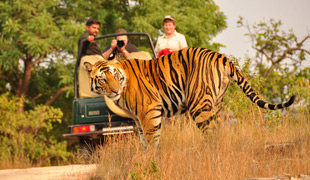 Golden Triangle and Tiger Tour 