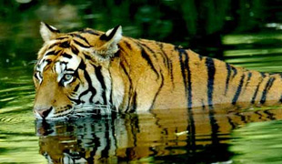 Corbett Wildlife Tour