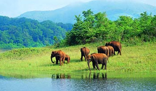 Experience Kerala