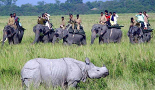 Kaziranga Wildlife Tour