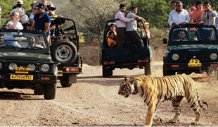 Rajasthan Wildlife Tour