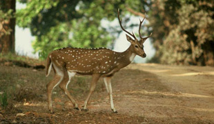 Sunderbans Jungle Camp