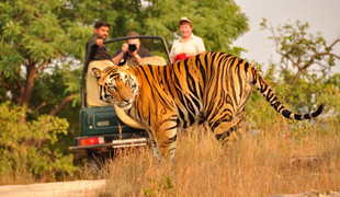 Wildlife Tour of India
