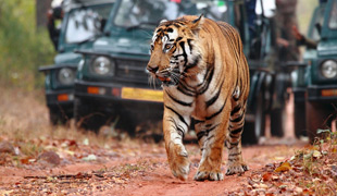 Wildlife Tour of India
